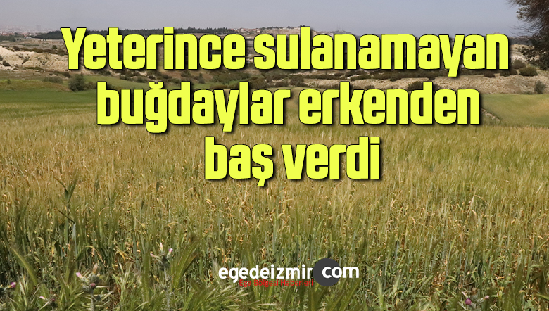 buğday