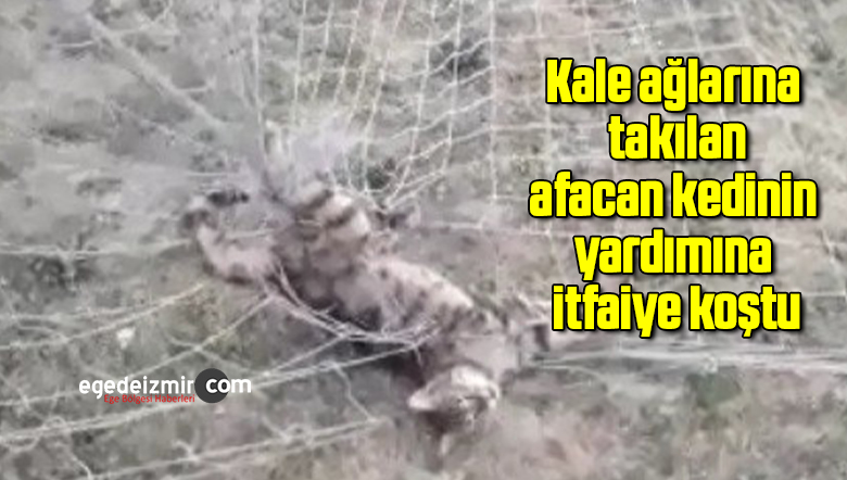 kedi