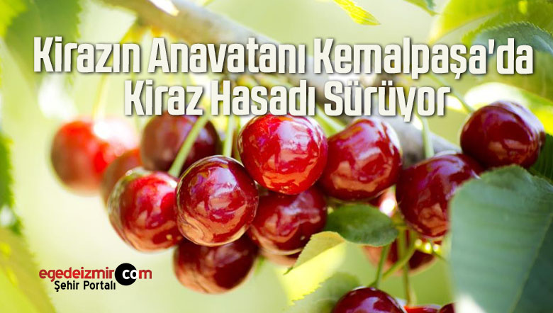 kiraz hasadı