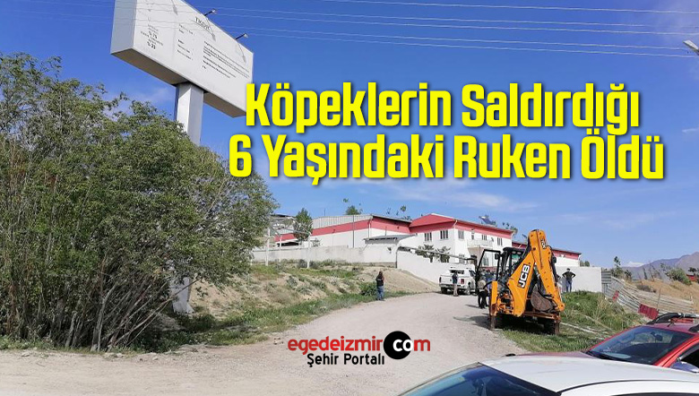köpeklerin