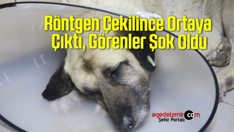 şok oldu