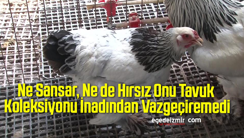 tavuk koleksiyonu