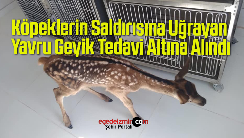 yavru geyik