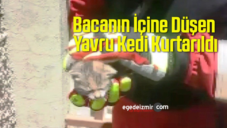 yavru kedi