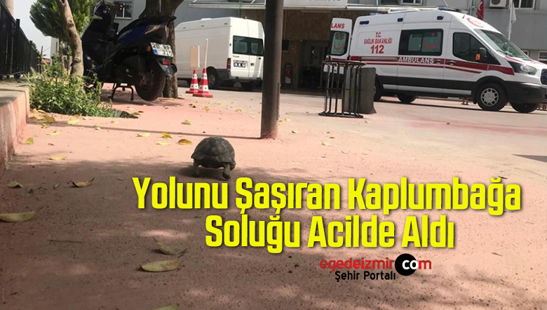 yolunu şaşıran