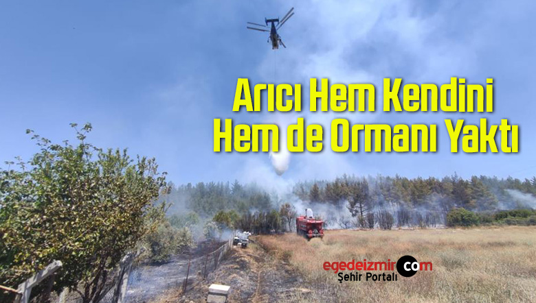 arıcı