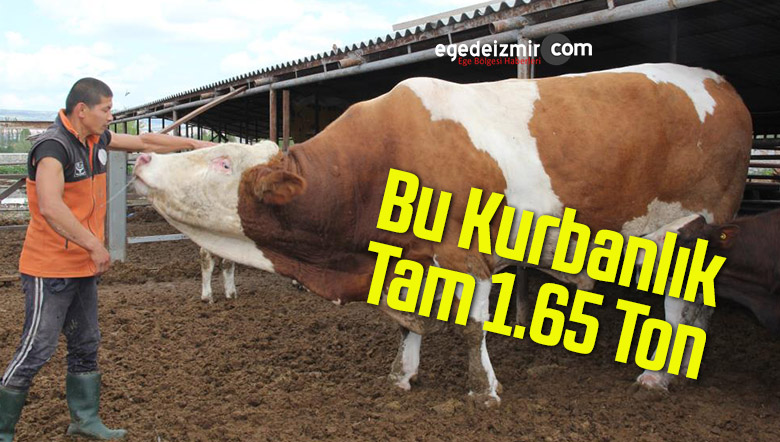 dev kurbanlık