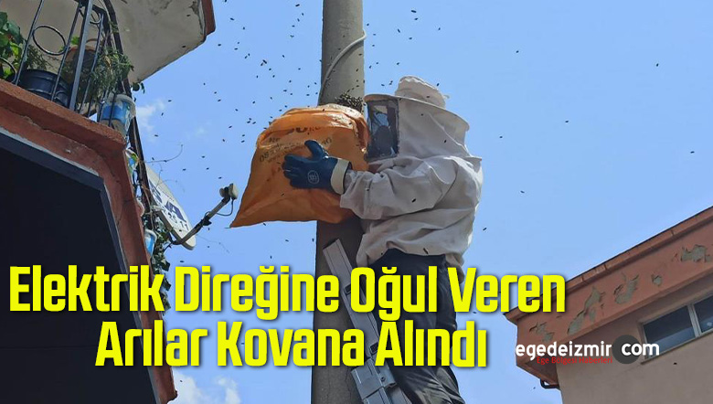 elektrik direğine