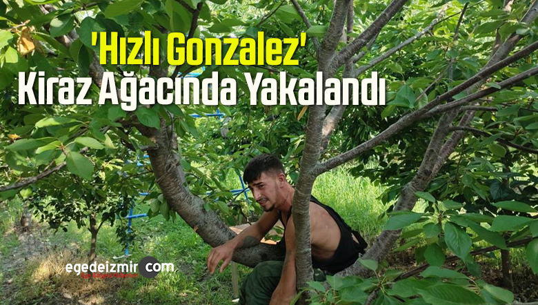 gonzalez