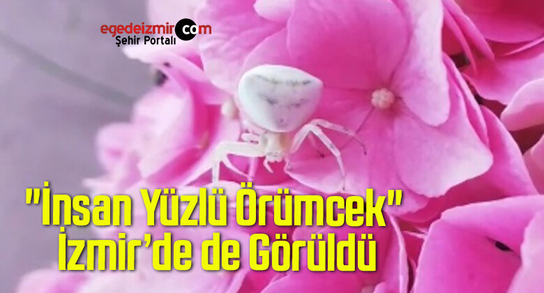 “İnsan Yüzlü Örümcek” İzmir’de de Görüldü
