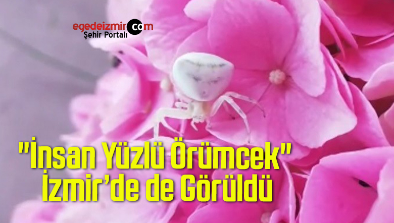 insan yüzlü