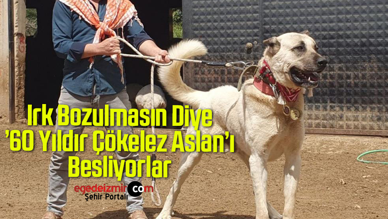 ırk bozulmasın