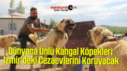 Dünyaca Ünlü Kangal Köpekleri İzmir’deki Cezaevlerini Koruyacak