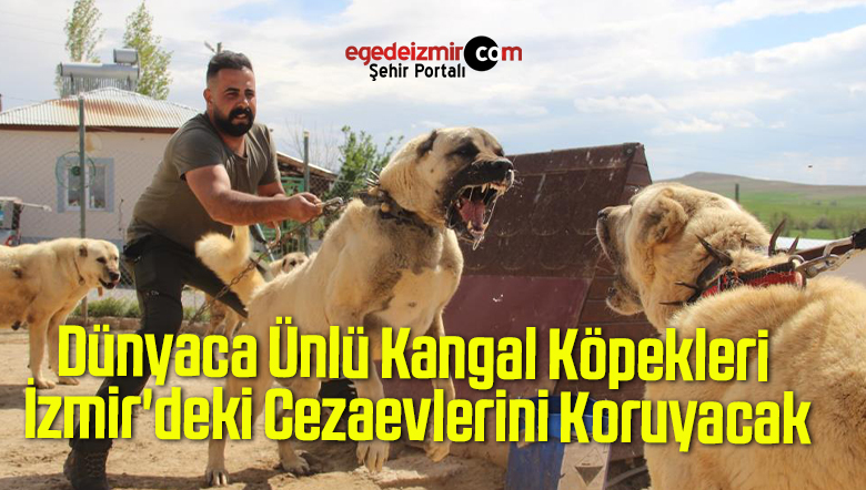 kangal köpekleri
