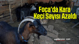 Foça’da Kara Keçi Sayısı Azaldı