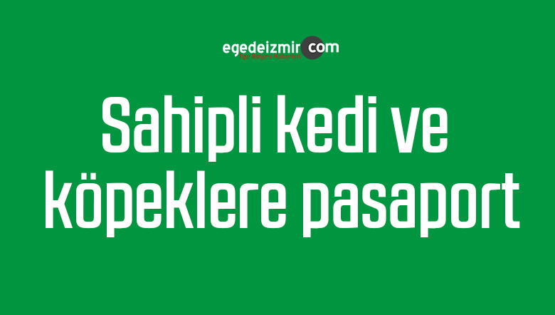 kedi