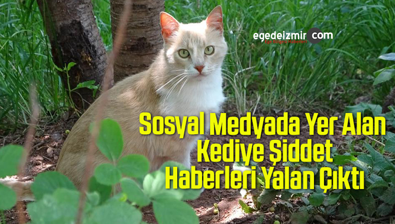 kediye şiddet
