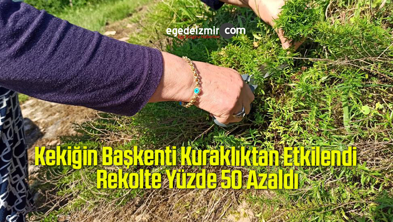 kekiğin başkenti