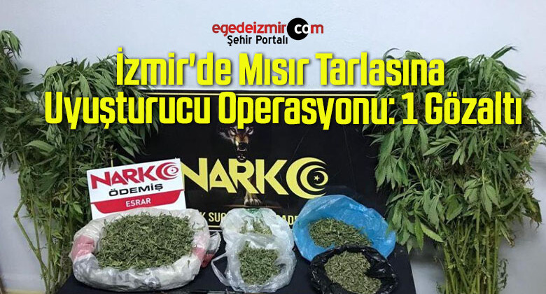 İzmir’de Mısır Tarlasına Uyuşturucu Operasyonu: 1 Gözaltı
