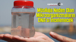 Müsilaja Neden Olan Mikroorganizmaların DNA’sı İncelenecek