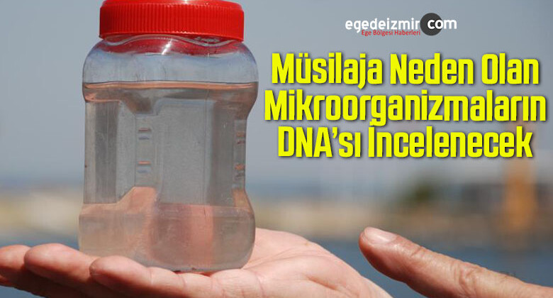 Müsilaja Neden Olan Mikroorganizmaların DNA’sı İncelenecek