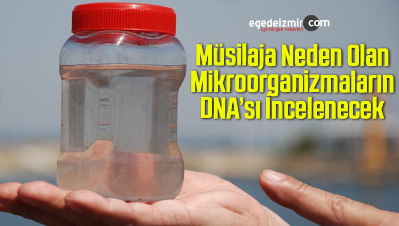 müsilaja