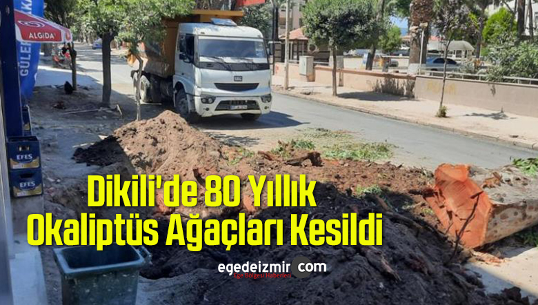 okaliptüs