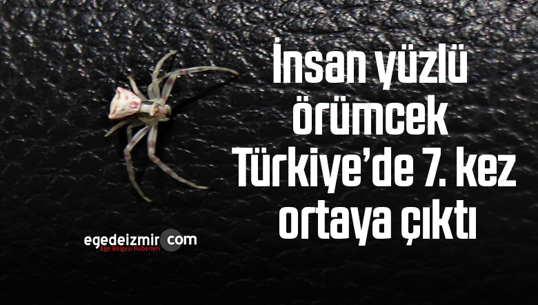 örümcel