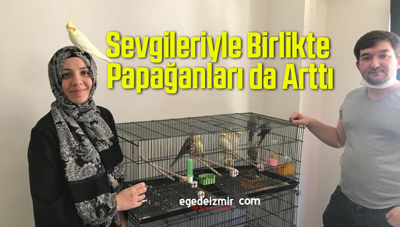 papağanları