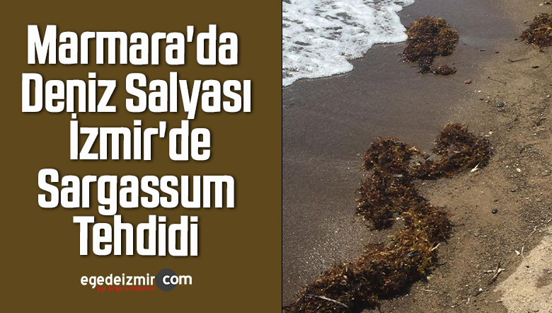 sargassum