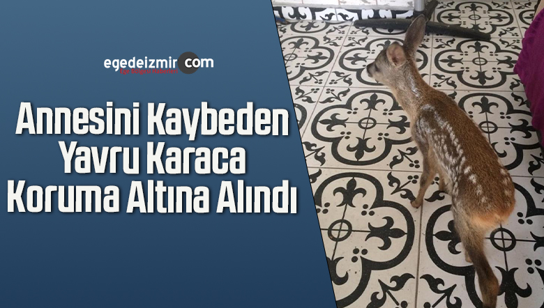 yavru karaca