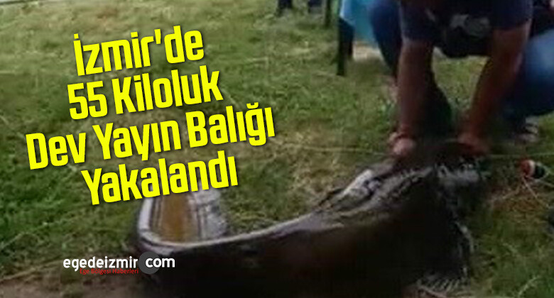 İzmir’de 55 Kiloluk Dev Yayın Balığı Yakalandı