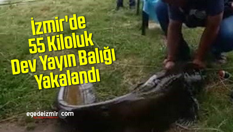 yayın balığı