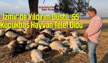 İzmir’de Yıldırım Düştü, 55 Küçükbaş Hayvan Telef Oldu