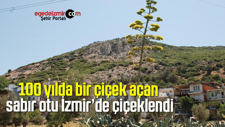 100 yılda bir