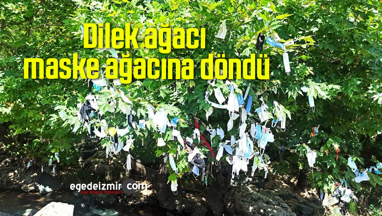 dilek ağacı