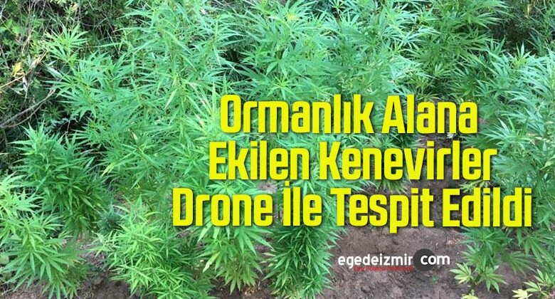 Ormanlık Alana Ekilen Kenevirler Drone İle Tespit Edildi