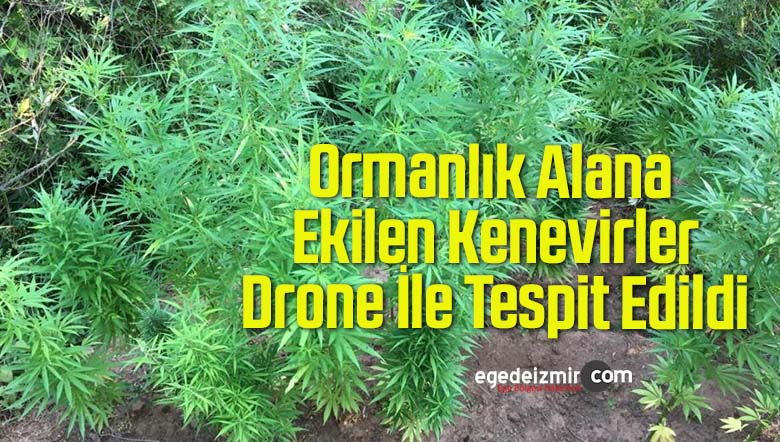 ormanlık