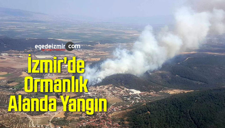 ormanlık