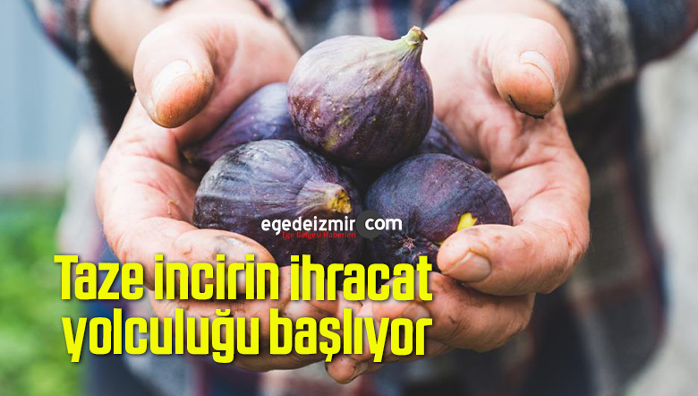 taze incirin