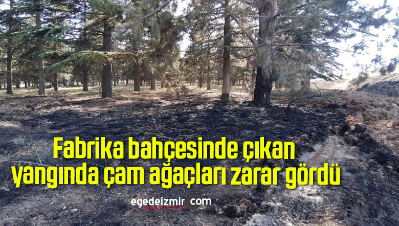 yangında