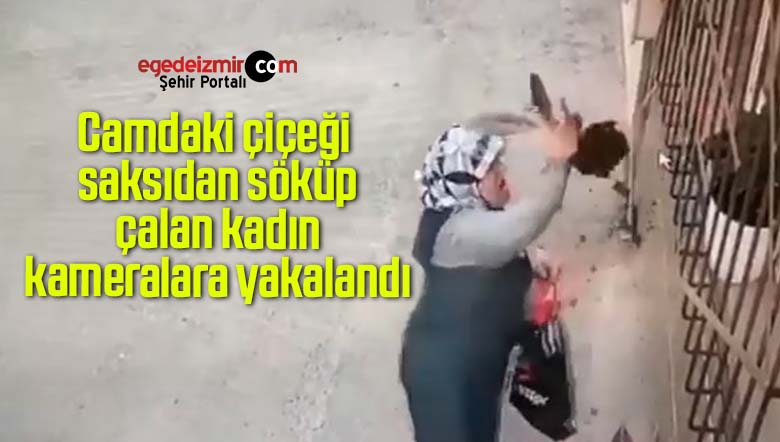 çiçeği saksıdan