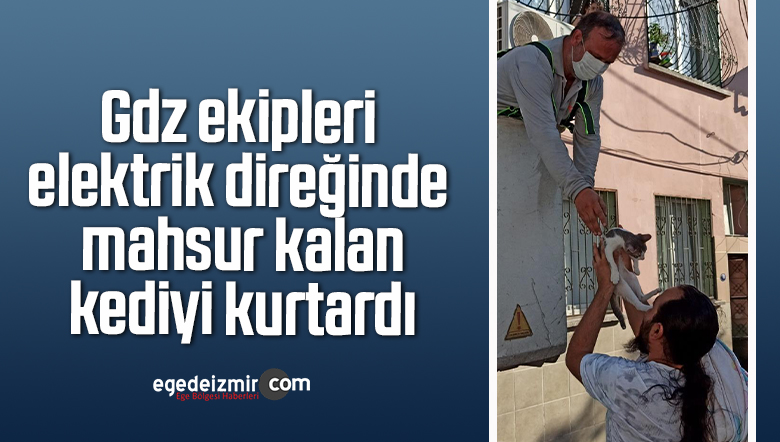 kediyi