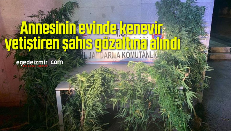 kenevir