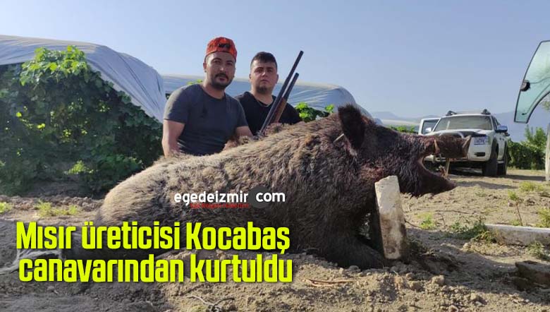 mısır üreticisi