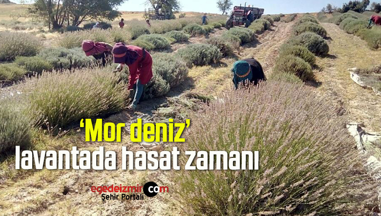 mor deniz