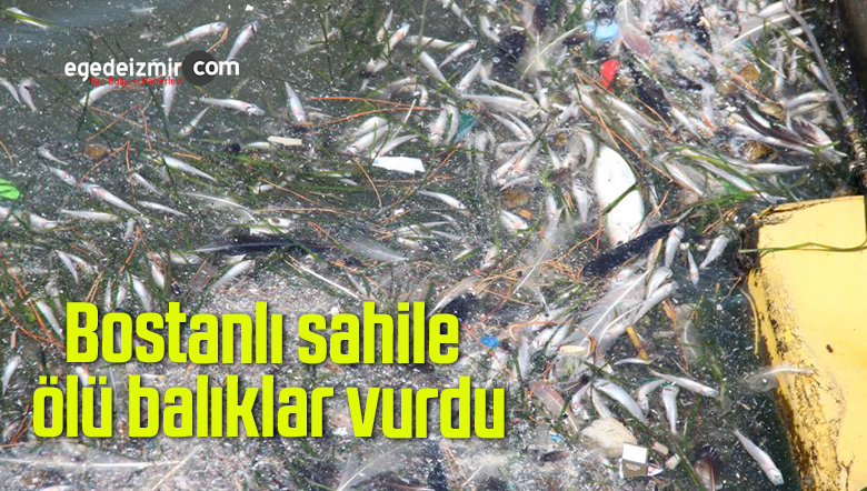 ölü balıklar