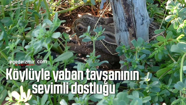 yaban tavşanının