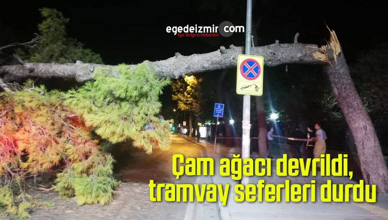 Çam ağacı