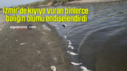 İzmir’de kıyıya vuran binlerce balığın ölümü endişelendirdi